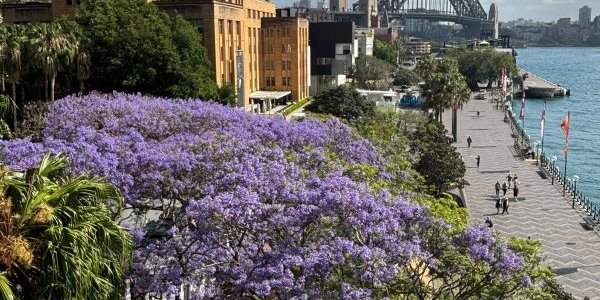 Les jacarandas de Circular Quay, Kirribilli et Lavander Bay