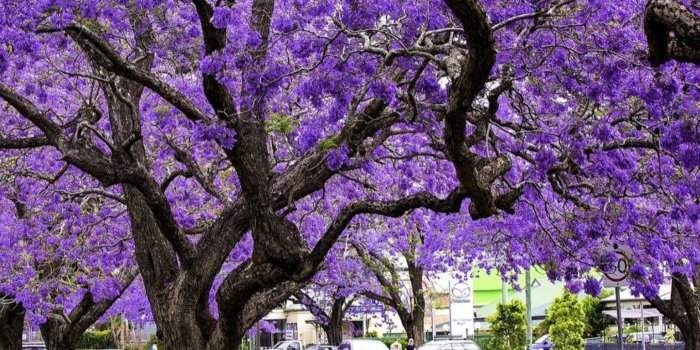 Les jacarandas de Circular Quay, Kirribilli et Lavander Bay