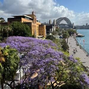 Les jacarandas de Circular Quay, Kirribilli et Lavander Bay