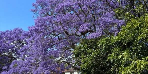 Balade des jacarandas 